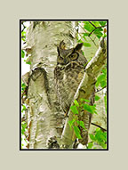 Great Horned Owl